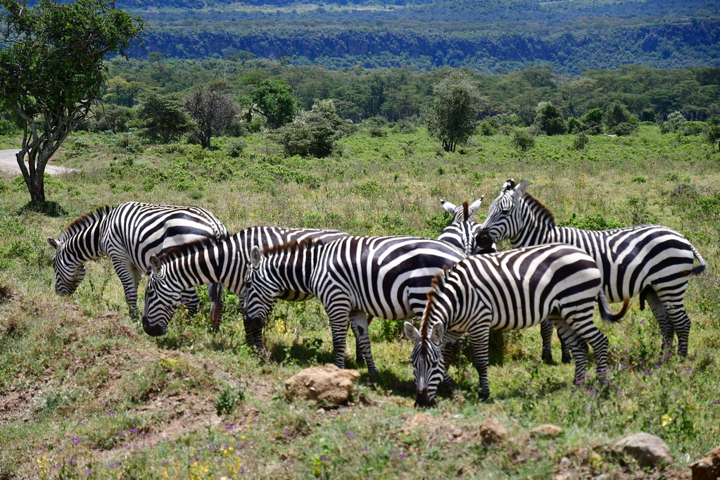 Lake Nakuru N.P.